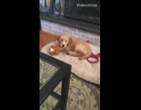 puppy holding onto brown stuffed toy on dog bed