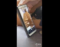 Puppy lick swipe up browse tiktok videos