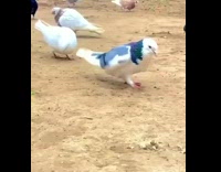 Bird do backflip flap wings slow motion