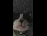 Cat sleep lay back on the floor