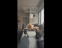 Dog barks at owners as they laugh at its sneeze 