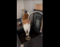Cat in Sink Drinks Water from Faucet