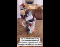 Girl pretends to go starbucks cat barista 