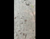 Insect came back to take small egg