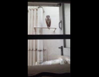 Submitter surprised from owl standing at window