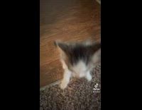 Adorable kitten runs and plays around the house