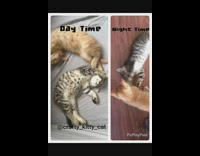 Orange cat grey cat play wrestle floor