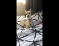 Collab DailyDoseOfInternet - Brown chihuahua dog howl after squeaky toy
