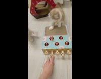 2 kittens play wack a mole 