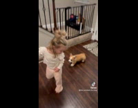Toddler run and gets followed by puppy