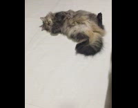 Grey brown cat lays on back  floor