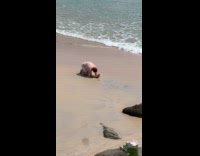 Woman in bikini lie down for beach photo