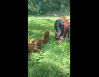 Two week old puppy obsessed with fan