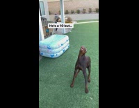 Dog is a 10 but cant catch