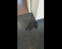 Black dog laying down whines and talks