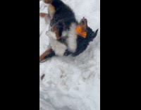 Black dog loves playing rolls over snow