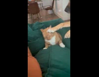 Brown dog rubs and pats orange cat