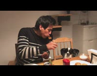 Black white small dog good table manners