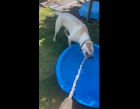 Dog bite water from hose to pool