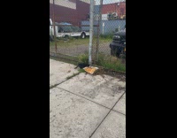 Collab WINY - Cat eats pasta from aluminum tray