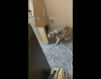 Cat push hole flaps to get inside box