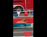 Swifty the swimming pig jumps into water 