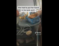 Girl scared to touch pet lizard