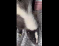 Pet skunk eating celery
