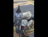 Lady Rides Bike with Pet Dog and Pigeon