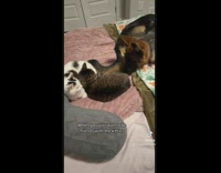 Dog wants to get comfortable with cats 