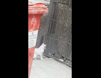 White cat watches rodent behind metal bars 