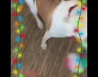 Dog receives his pickle christmas present grabs it and runs away