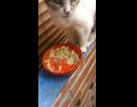 Cat eats food from bowl 