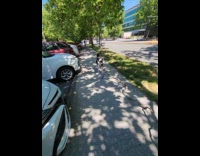 Dog playing walks around with tree branch