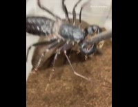 Guy feeds black bug brown cockroach tweezers 