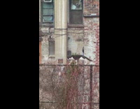 Cat walks on top of the fence 