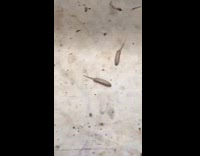 White maggots with tails crawling around floor 