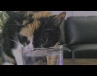Guy makes licking noise while cat drinks water 