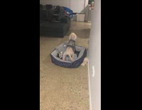 Brown dog thinks its home alone howls