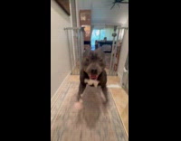 Dog howls when told to talk shit