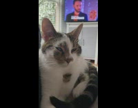 White and brown cat sitting down fanning itself with its tail 

