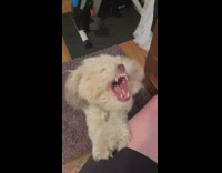 Woman blows blow dryer air in dogs face