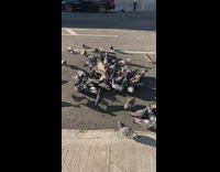Huge flock of pigeons street huddled eating feeding