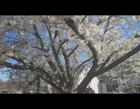 Tree with white flowers and some bees
