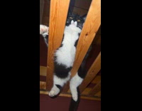 Cat chilling while stuck on bunk bed 