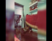 woman hides from dog behind red curtain