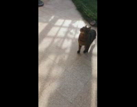 Pet cat steady looks up backyard