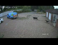 Delivery man run scream chased by dogs