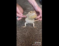 Brown dog lizard reptile dance off 