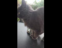 Cat gets mouse toy inside lantern lamp part 2